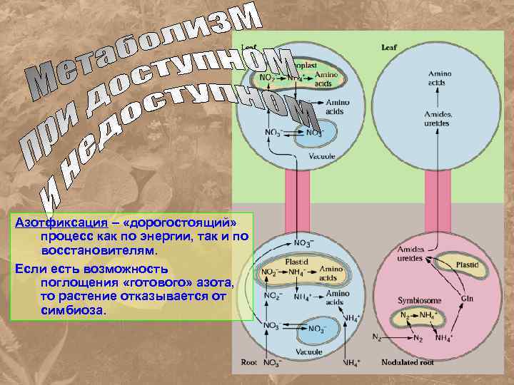 Азотфиксация – «дорогостоящий» процесс как по энергии, так и по восстановителям. Если есть возможность