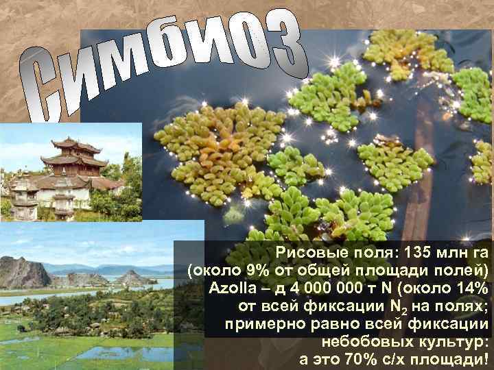 Рисовые поля: 135 млн га (около 9% от общей площади полей) Azolla – д