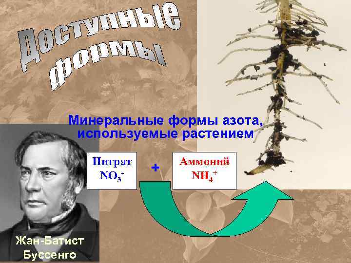 Минеральные формы азота, используемые растением Нитрат NO 3 - Жан-Батист Буссенго + Аммоний NH