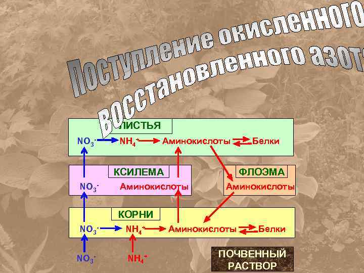 ЛИСТЬЯ NO 3 - NH 4+ Аминокислоты КСИЛЕМА NO 3 - Белки ФЛОЭМА Аминокислоты