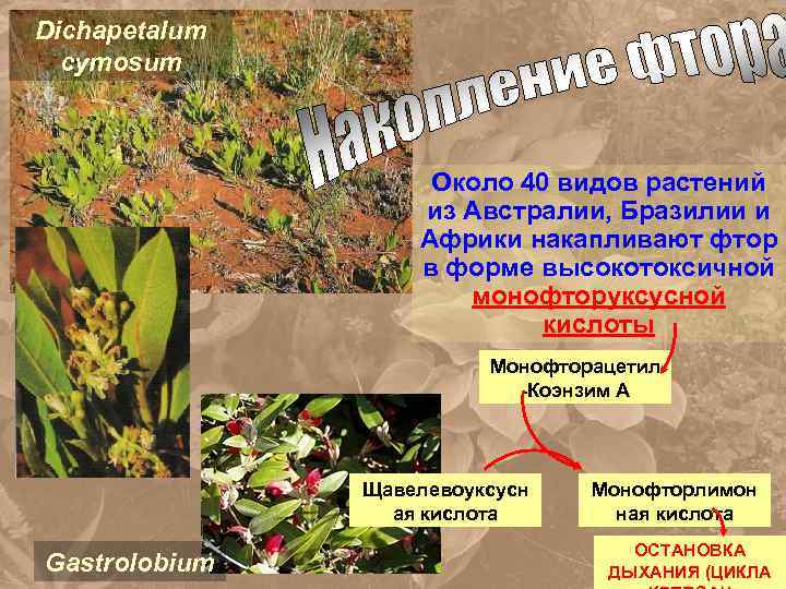 Dichapetalum cymosum Около 40 видов растений из Австралии, Бразилии и Африки накапливают фтор в