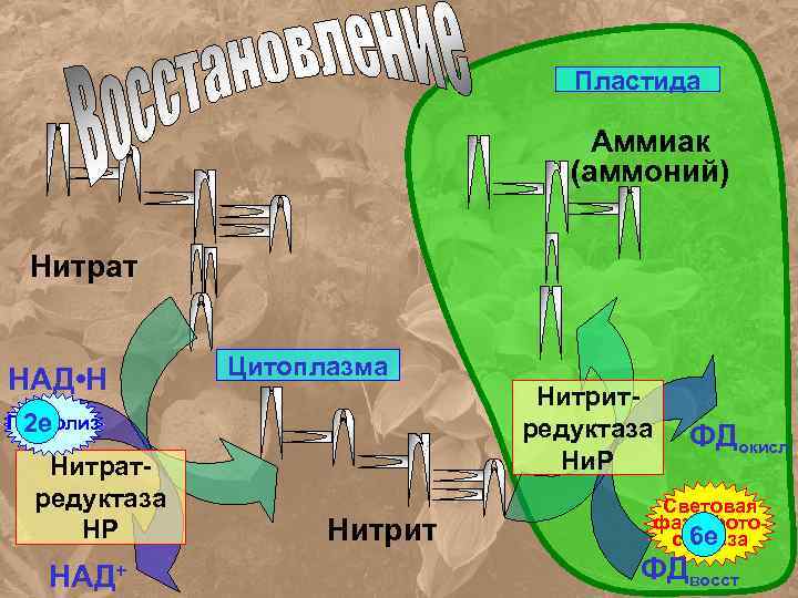 Пластида Аммиак (аммоний) Нитрат НАД • Н Цитоплазма Нитритредуктаза Ни. Р Гликолиз 2 е