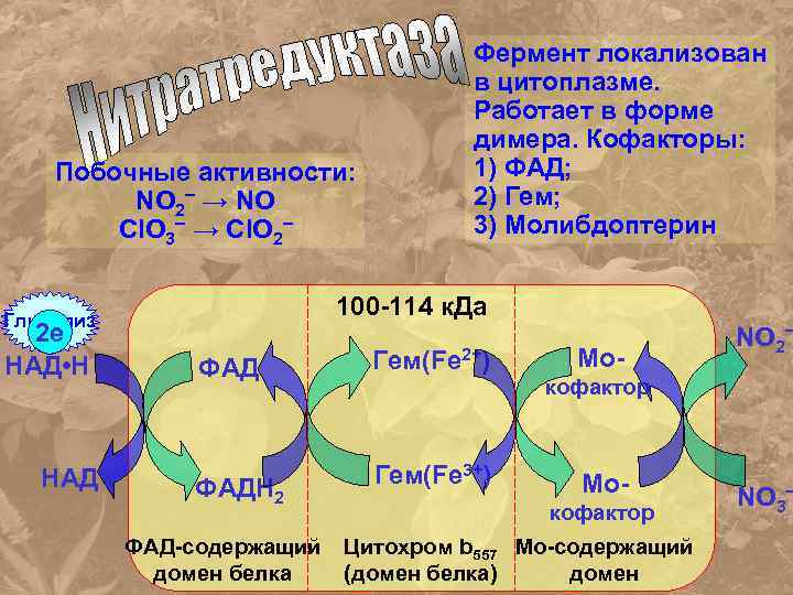 Побочные активности: NO 2– → NO Cl. O 3– → Cl. O 2– 100