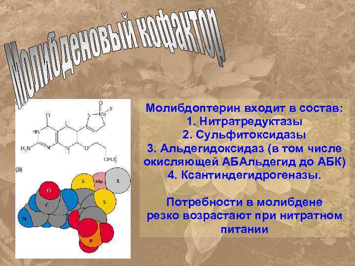 Молибдоптерин входит в состав: 1. Нитратредуктазы 2. Сульфитоксидазы 3. Альдегидоксидаз (в том числе окисляющей