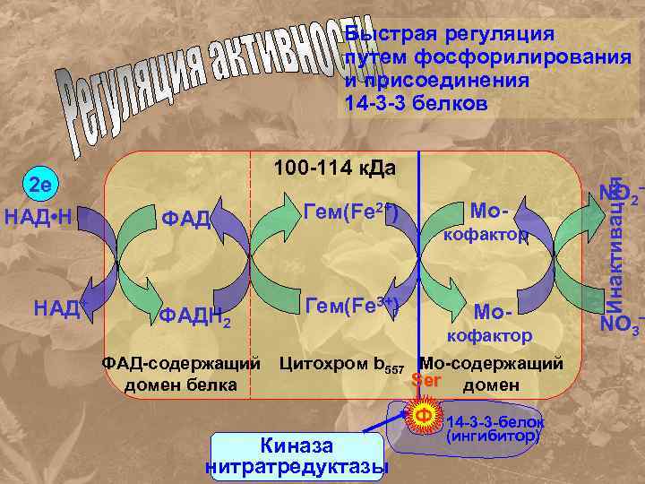 2 е НАД • Н НАД+ 100 -114 к. Да ФАД Гем(Fe 2+) ФАДН