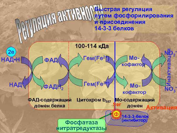 2 е НАД • Н НАД+ 100 -114 к. Да ФАД Гем(Fe 2+) ФАДН