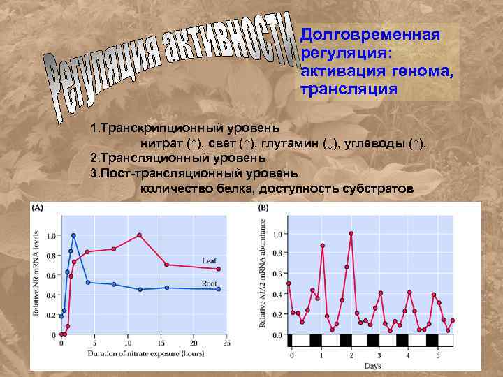 Долговременная регуляция: активация генома, трансляция 1. Транскрипционный уровень нитрат (↑), свет (↑), глутамин (↓),