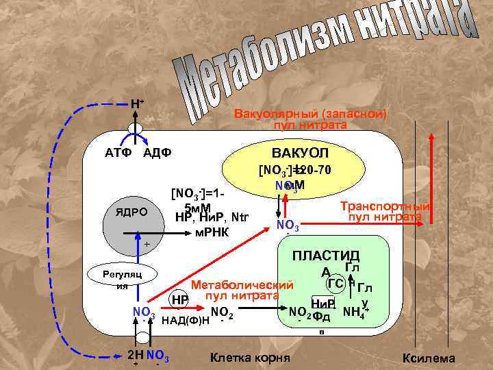 Н+ Вакуолярный (запасной) пул нитрата ВАКУОЛ [NO 3 -]=20 -70 Ь АТФ АДФ -]=1