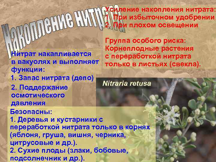 Усиление накопления нитрата: 1. При избыточном удобрении 2. При плохом освещении Группа особого риска: