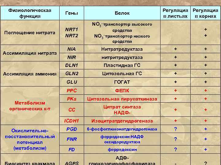 Физиологическая функция Поглощение нитрата Гены NRT 1 NRT 2 Белок Регуляция в листьях в