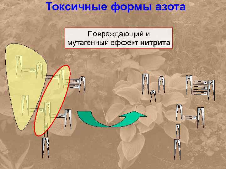 Токсичные формы азота Повреждающий и мутагенный эффект нитрита 