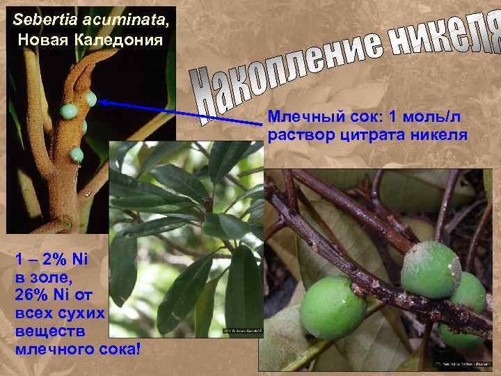 Sebertia acuminata, Новая Каледония Млечный сок: 1 моль/л раствор цитрата никеля 1 – 2%