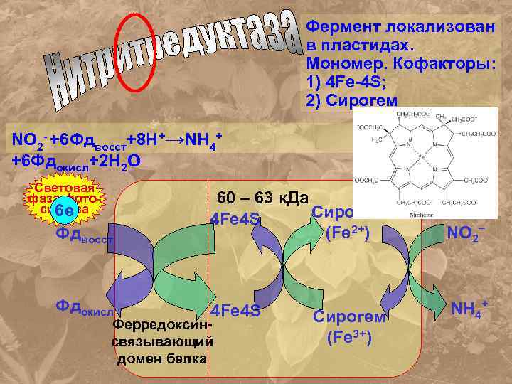 Фермент локализован в пластидах. Мономер. Кофакторы: 1) 4 Fe-4 S; 2) Сирогем NO 2