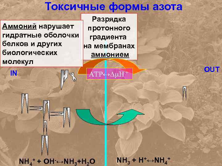 Токсичные формы азота Разрядка Аммоний нарушает протонного гидратные оболочки градиента белков и других на