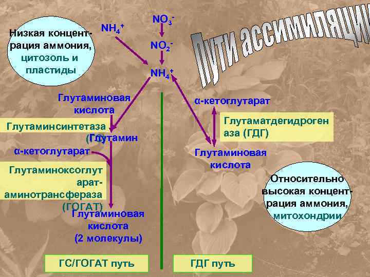 Низкая концентрация аммония, цитозоль и пластиды NH 4+ Глутаминовая кислота Глутаминсинтетаза Глутамин (ГС) α-кетоглутарат