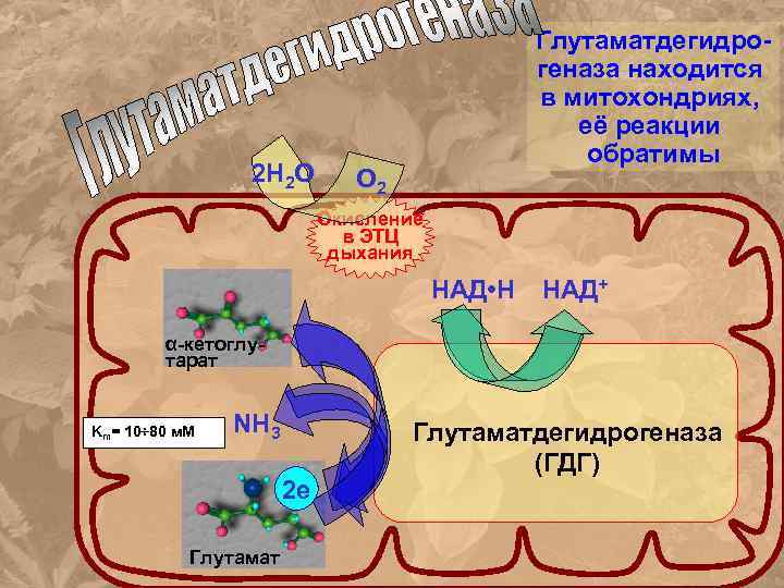 2 Н 2 О Глутаматдегидрогеназа находится в митохондриях, её реакции обратимы О 2 Окисление