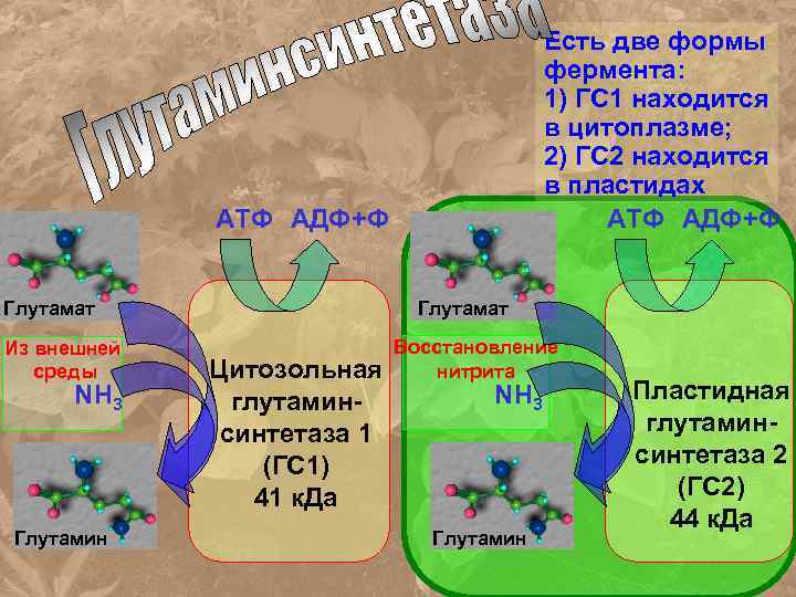 Есть две формы фермента: 1) ГС 1 находится в цитоплазме; 2) ГС 2 находится