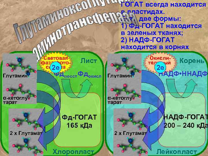 ГОГАТ всегда находится в пластидах. Есть две формы: 1) Фд-ГОГАТ находится в зеленых тканях;