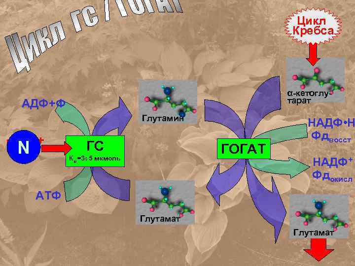 Цикл Кребса α-кетоглутарат АДФ+Ф Глутамин NH 4 N + ГС ГОГАТ Км=3 5 мкмоль