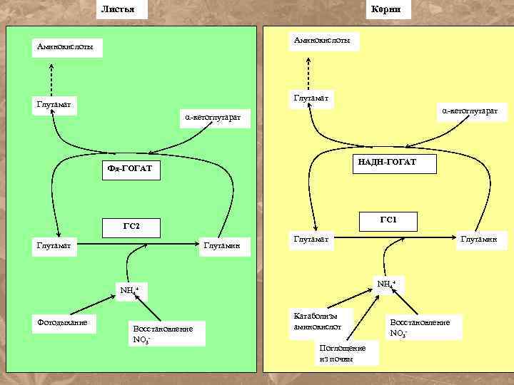 Корни Листья Аминокислоты Глутамат -кетоглутарат НАДН-ГОГАТ Фд-ГОГАТ ГС 1 ГС 2 Глутамат Глутамин Глутамат