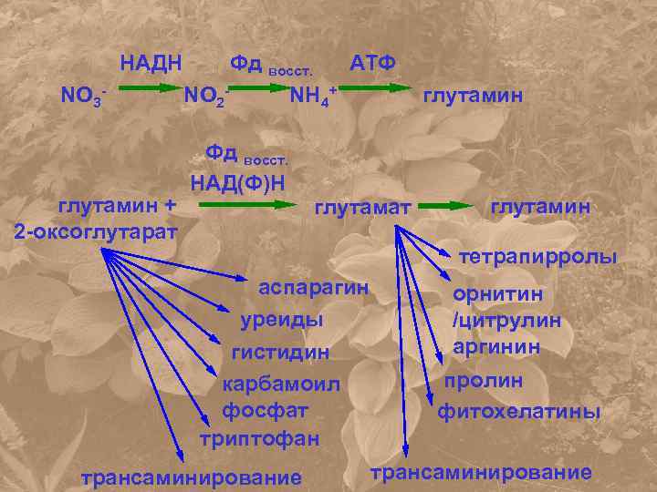 НАДН NO 3 - глутамин + 2 -оксоглутарат Фд восст. ATФ NO 2 NH