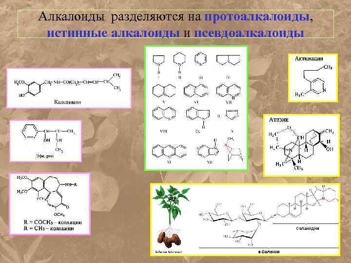 Алкалоиды разделяются на протоалкалоиды, истинные алкалоиды и псевдоалкалоиды 