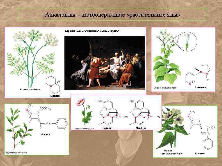 Алкалоиды – азотсодержащие «растительные яды» 