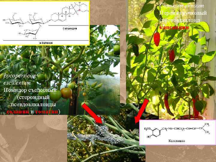 Capsicum annuum Перец стручковый (протоалкалоид капсаицин) Lycopersicon esculentum Помидор съедобный (стероидный псевдоалкалоиды соланин и