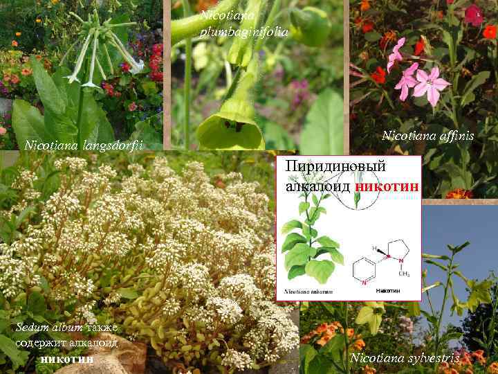 Nicotiana plumbaginifolia Nicotiana langsdorfii Nicotiana affinis Пиридиновый алкалоид никотин Sedum album также содержит алкалоид