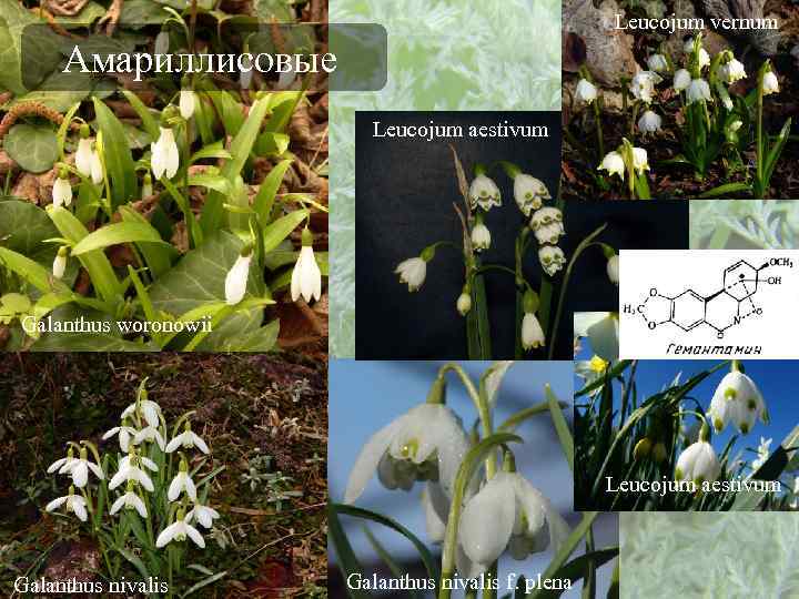 Leucojum vernum Амариллисовые Leucojum aestivum Galanthus woronowii Leucojum aestivum Galanthus nivalis f. plena 