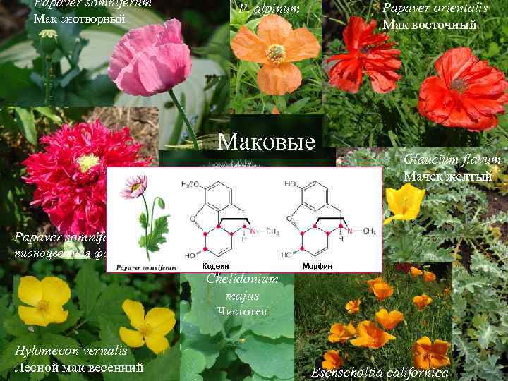 Papaver somniferum Мак снотворный Papaver orientalis Мак восточный P. alpinum Маковые Glaucium flavum Мачек