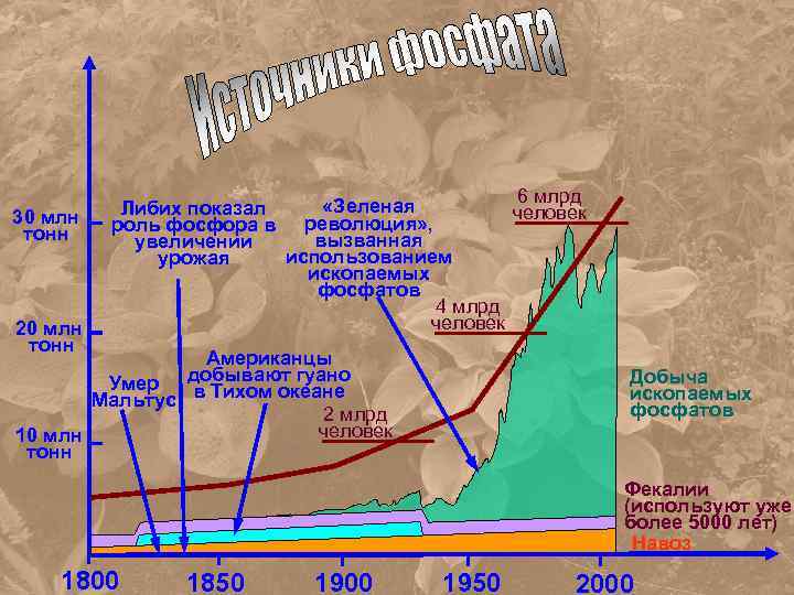 30 млн тонн 20 млн тонн 6 млрд «Зеленая Либих показал человек роль фосфора