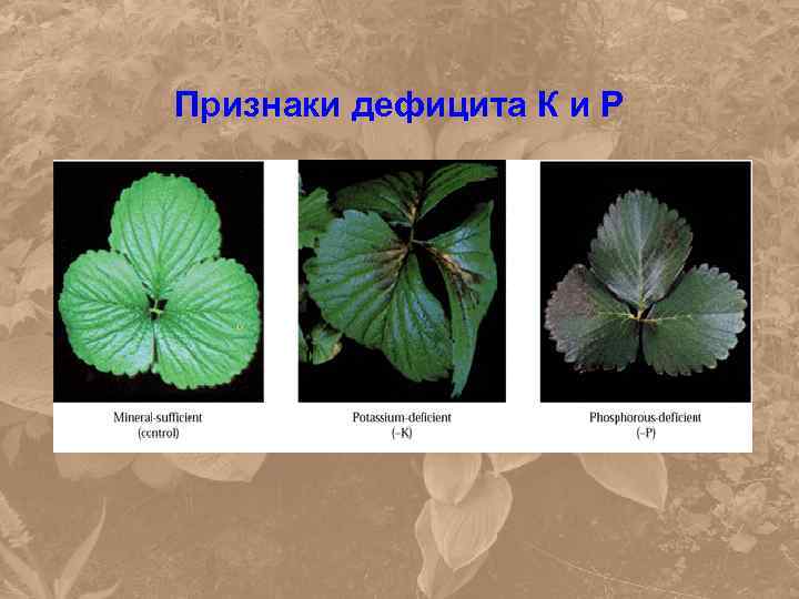 Признаки дефицита К и Р 