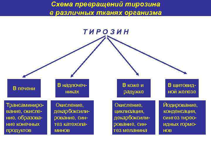 Схема превращений тирозина в различных тканях организма ТИРОЗИН В печени В надпочечниках В коже