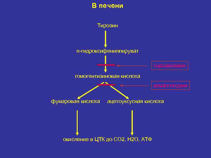 В печени Тирозин п-гидроксифенилпируват тирозинемия гомогентизиновая кислота алкаптонурия фумаровая кислота ацетоуксусная кислота окисление в