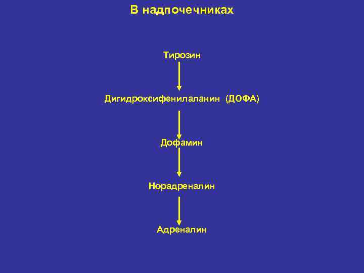 В надпочечниках Тирозин Дигидроксифенилаланин (ДОФА) Дофамин Норадреналин Адреналин 