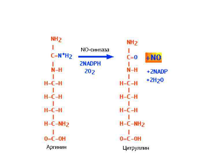 NO-синтаза Аргинин Цитруллин 