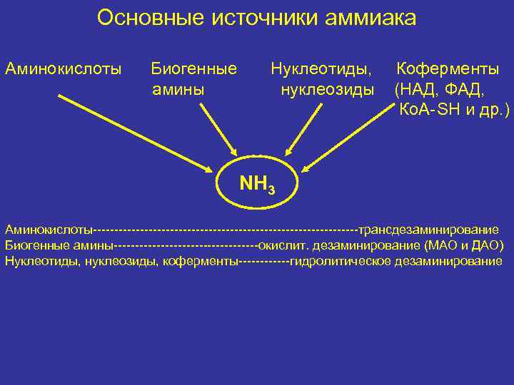 Основные источники аммиака Аминокислоты Биогенные амины Нуклеотиды, нуклеозиды Коферменты (НАД, ФАД, Ко. А-SH и