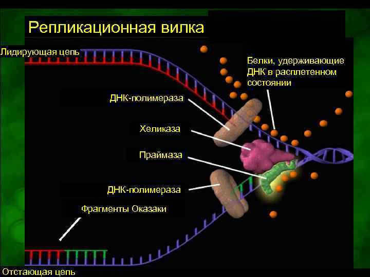 Репликативная вилка схема