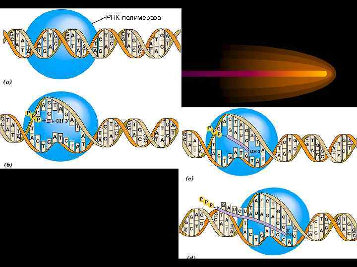 РНК-полимераза 