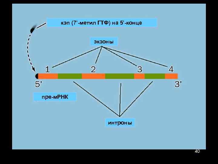 кэп (7’-метил ГТФ) на 5’-конце экзоны пре-м. РНК интроны 