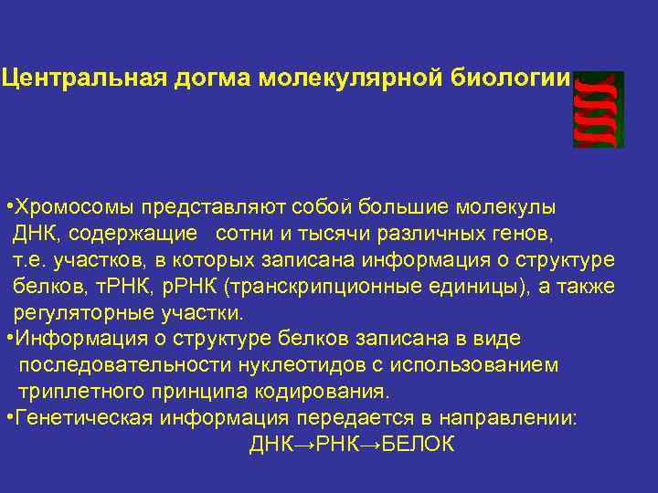 Центральная догма молекулярной биологии • Хромосомы представляют собой большие молекулы ДНК, содержащие сотни и