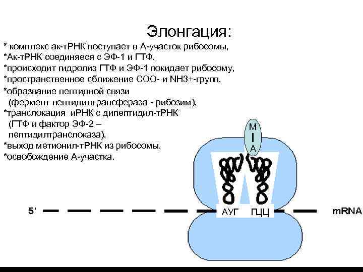 Элонгация: * комплекс ак-т. РНК поступает в А-участок рибосомы, *Ак-т. РНК соединяеся с ЭФ-1