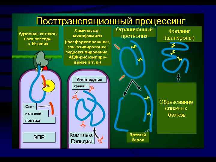 Посттрансляционный процессинг Удаление сигнального пептида с N-конца Химическая модификация (фосфорилирование, гликозилирование, гидроксилирование, АДФ-рибозилирование и