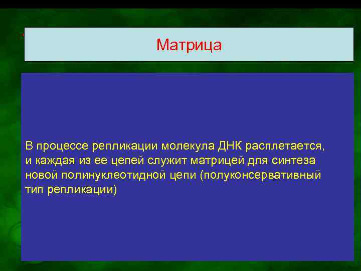 Матрица В процессе репликации молекула ДНК расплетается, и каждая из ее цепей служит матрицей