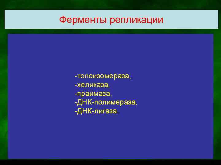 Ферменты репликации -топоизомераза, -хеликаза, -праймаза, -ДНК-полимераза, -ДНК-лигаза. 