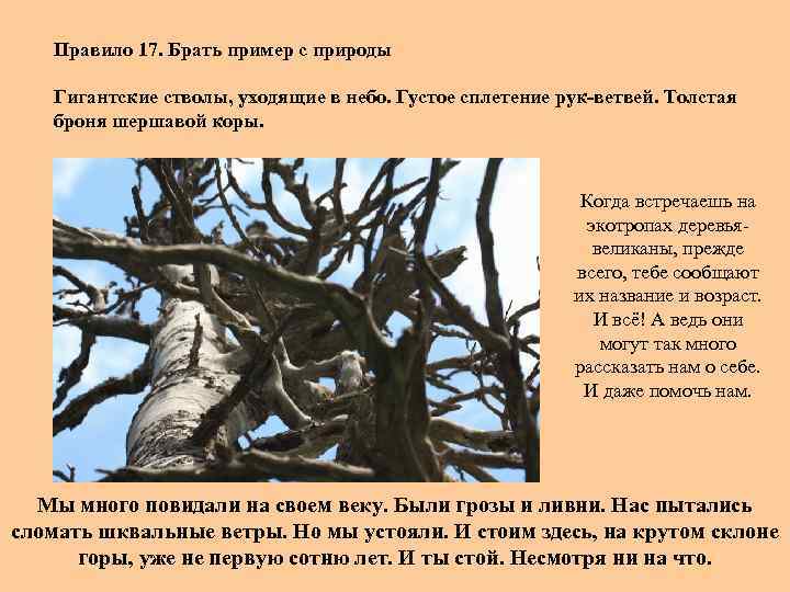 Правило 17. Брать пример с природы Гигантские стволы, уходящие в небо. Густое сплетение рук-ветвей.