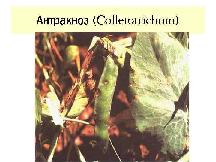 Антракноз (Colletotrichum) 