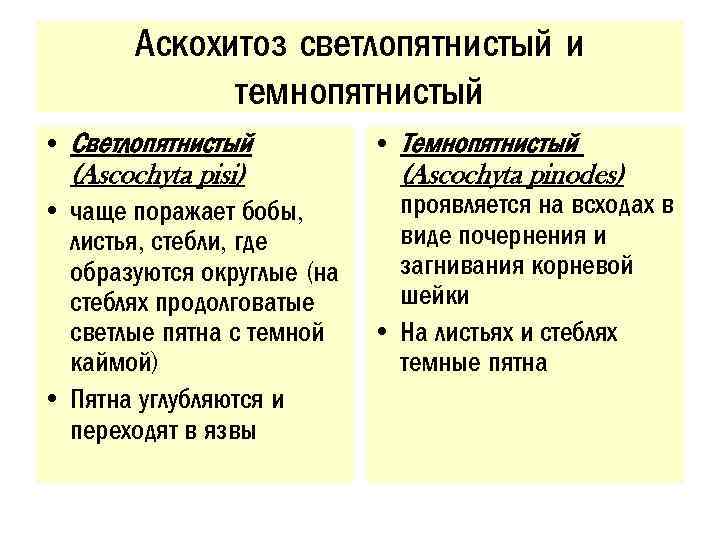 Аскохитоз светлопятнистый и темнопятнистый • Светлопятнистый (Ascochyta pisi) • чаще поражает бобы, листья, стебли,