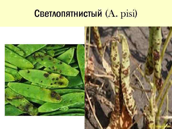Светлопятнистый (A. pisi) 